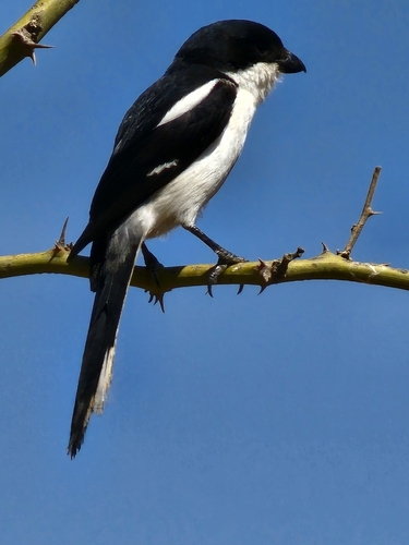 Northern Fiscal