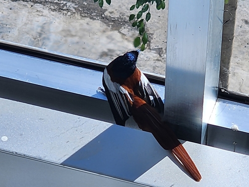 African Paradise-Flycatcher