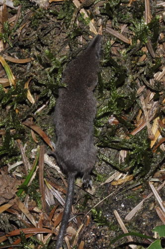 Eurasian Pygmy Shrew