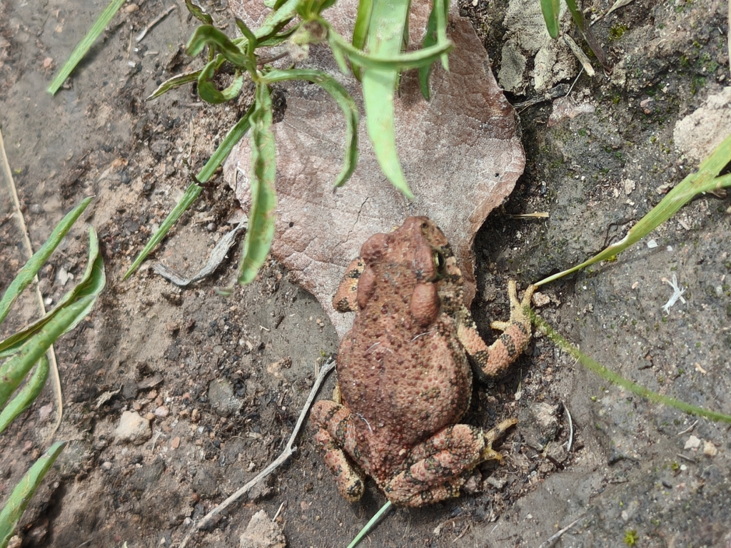 Pine Toad (Incilius occidentalis)