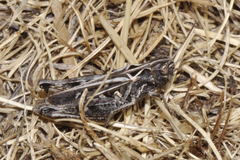 Omocestus haemorrhoidalis