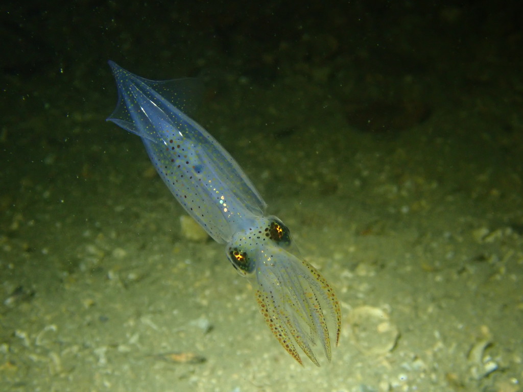 Alloteuthis