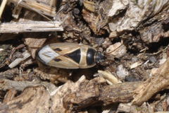 Xanthochilus quadratus