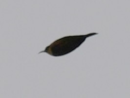 Buff-throated Sunbird (Chalcomitra adelberti), photo 8
