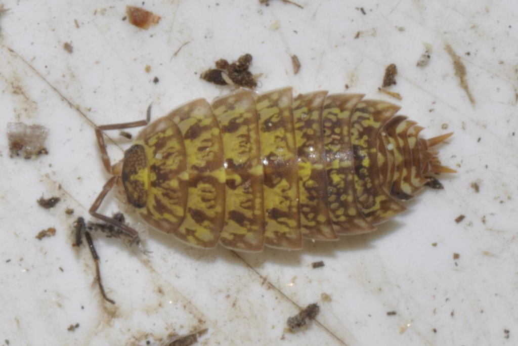 Tiroloscia pyrenaica