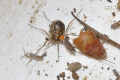 Oligolophus hanseni