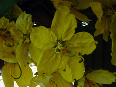 Cassia leptophylla