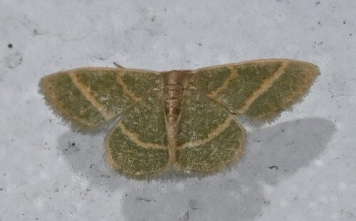Blackberry Looper Moth photo 6