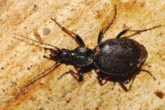 Cychrus attenuatus