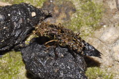 Ontholestes tessellatus