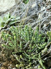 Helichrysum intermedium
