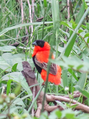 Northern Red Bishop