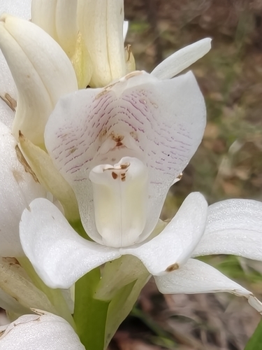 Gowen's Lily-like Orchid (Govenia liliacea)