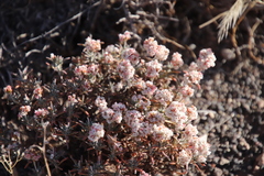 Eriogonum pulchrum