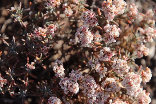 Image of Eriogonum pulchrum by (c) Millie Basden, some rights reserved (CC BY)