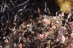Eriogonum pulchrum