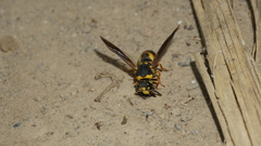 Euodynerus dantici nigrescens