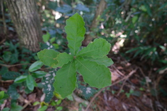 Chinese Evergreen Oak (Quercus fabri)