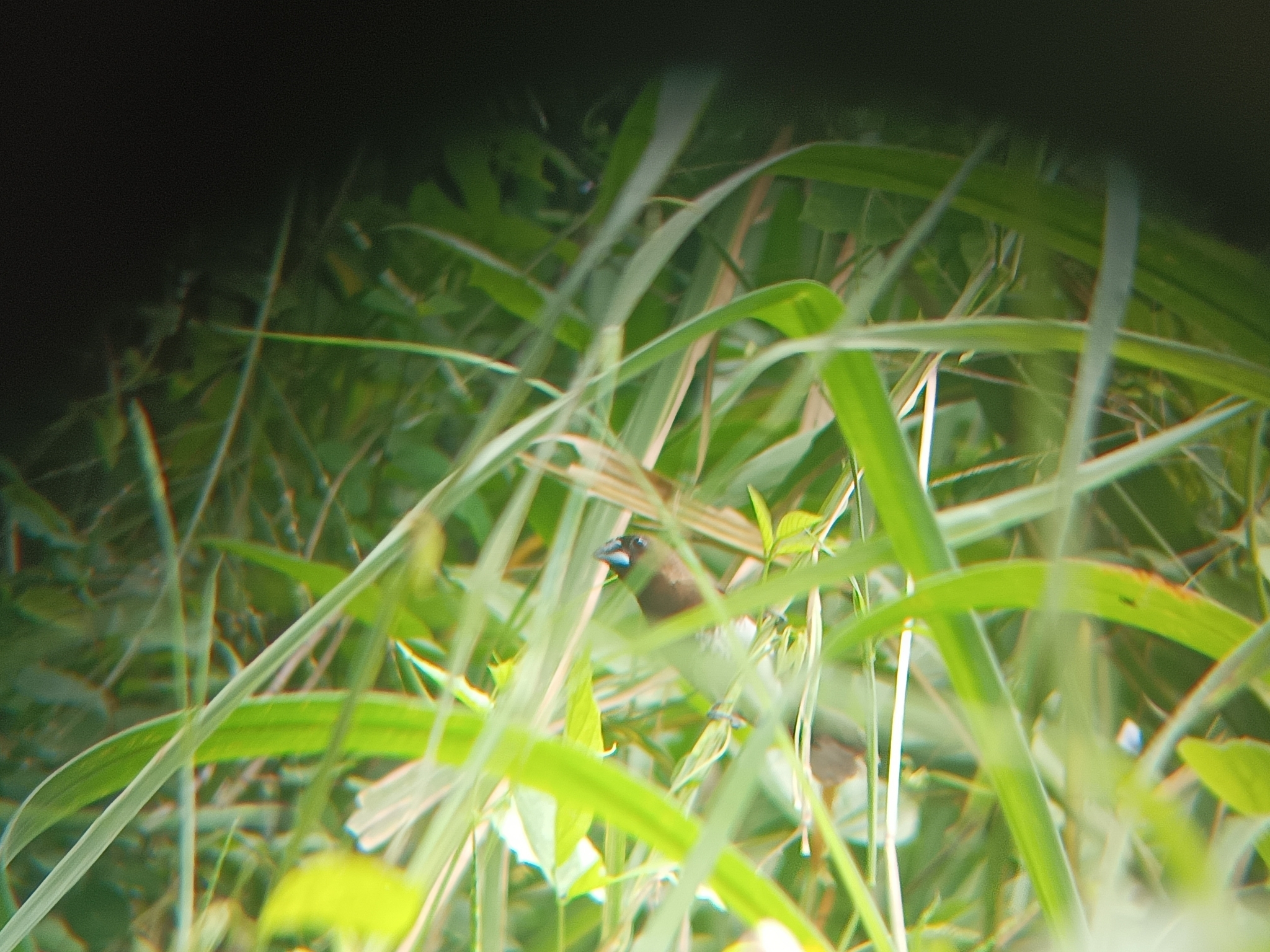 White-bellied Munia