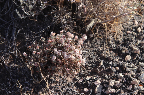 Image of Eriogonum pulchrum by (c) Millie Basden, some rights reserved (CC BY)