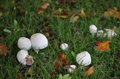 Agaricus xanthodermus