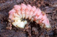 Lucidota atra