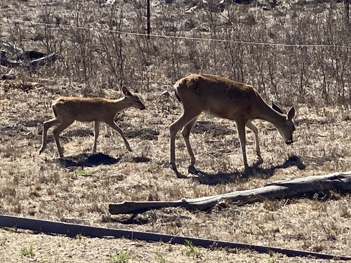 iNaturalist observation photo of Mule Deer