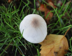 Agaricus xanthodermus