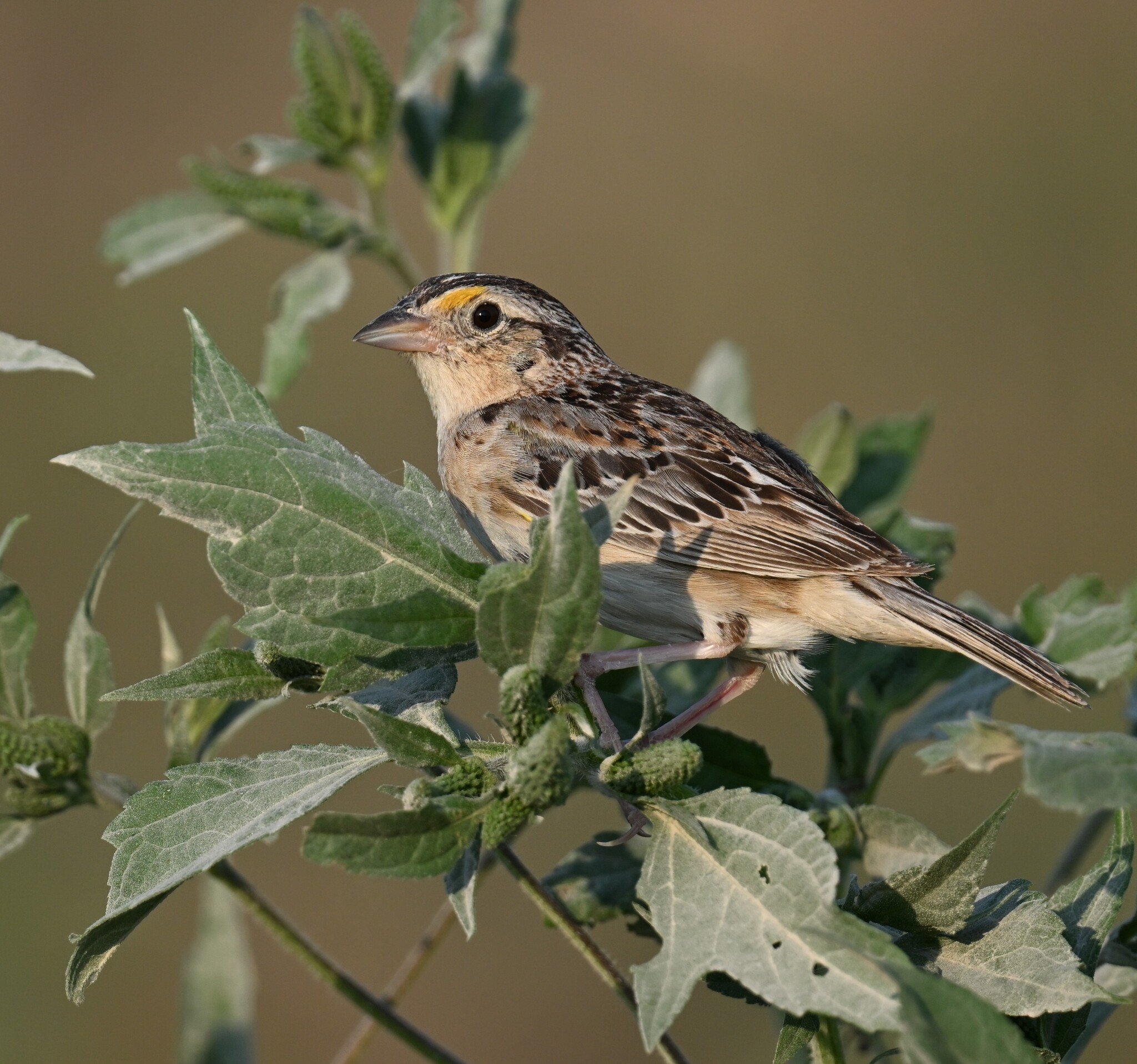 Ammodramus savannarum (J.F.Gmelin, 1789)
