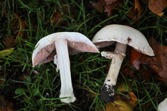 Agaricus xanthodermus