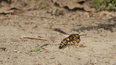 Euodynerus dantici nigrescens