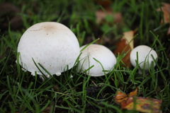 Agaricus xanthodermus