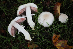 Agaricus xanthodermus