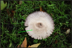 Agaricus xanthodermus
