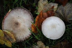 Agaricus xanthodermus