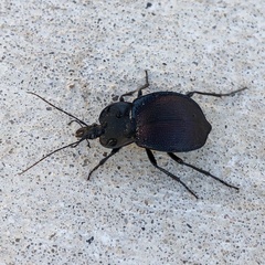 Scaphinotus elevatus