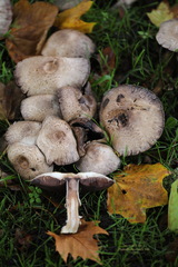Agaricus xanthodermus