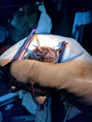 Pteronotus parnellii