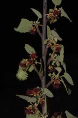 Ayenia grisea