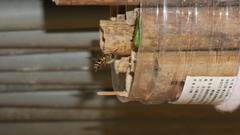 Euodynerus dantici nigrescens