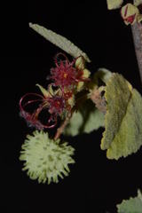 Ayenia grisea