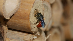 Euaspis polynesia