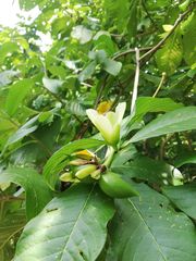 Tabernaemontana glabra