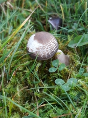 Dermoloma cuneifolium