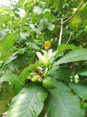 Tabernaemontana glabra