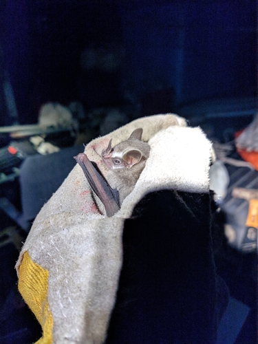 Gervais's Fruit-eating Bat