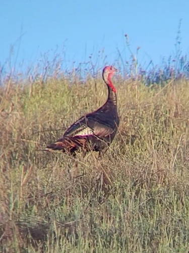 iNaturalist observation photo of Wild Turkey