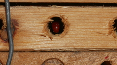 Euaspis polynesia