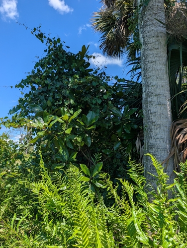 Magnolia grandiflora