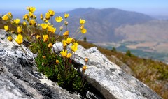 Euryops longipes longipes